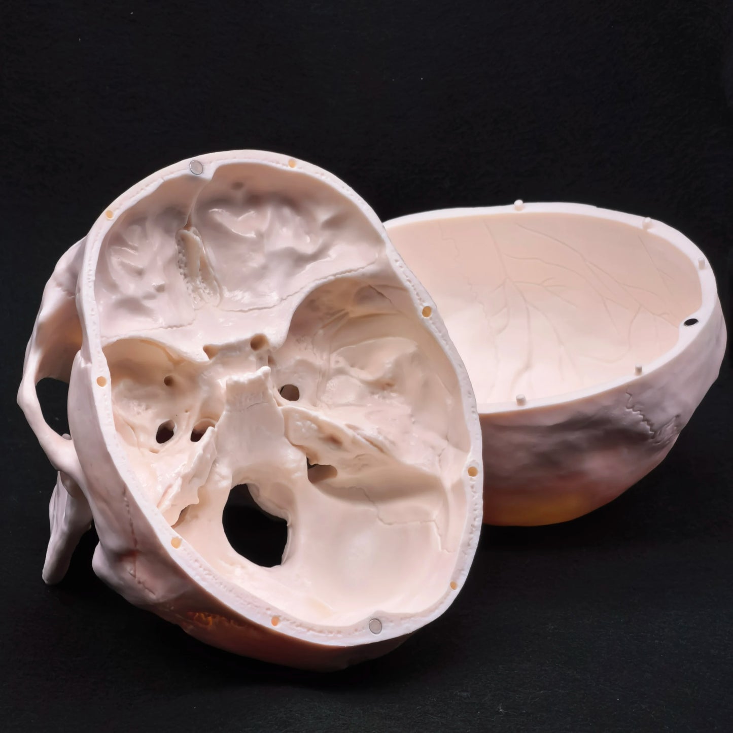 Life Size Human Skull Model PVC, Anatomical Accuracy with Movable Mandible for Medical Teaching/Art