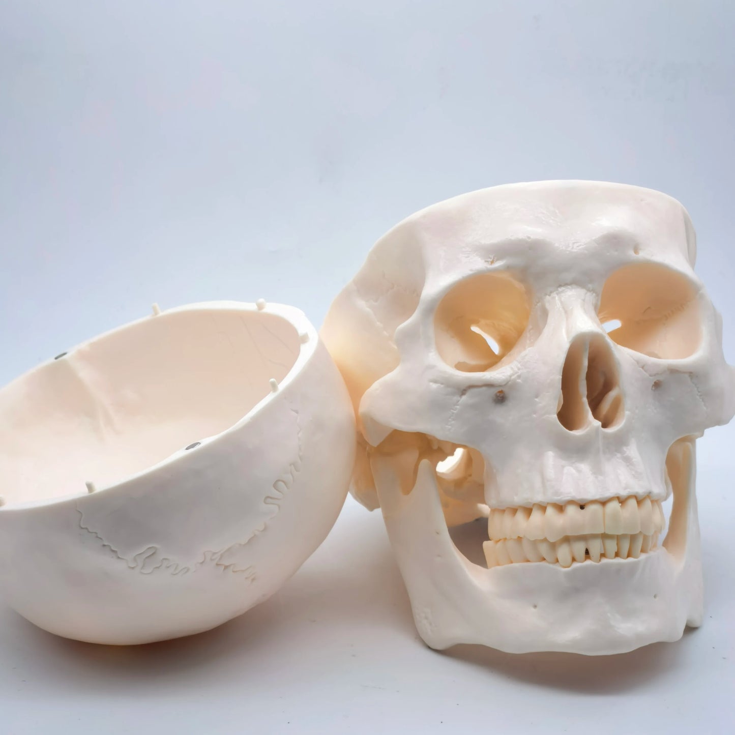 Life Size Human Skull Model PVC, Anatomical Accuracy with Movable Mandible for Medical Teaching/Art