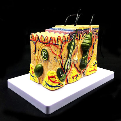 Skin Model 35X Enlarged Anatomical Model Anatomy for Science Classroom Study Display Teaching Medical Model
