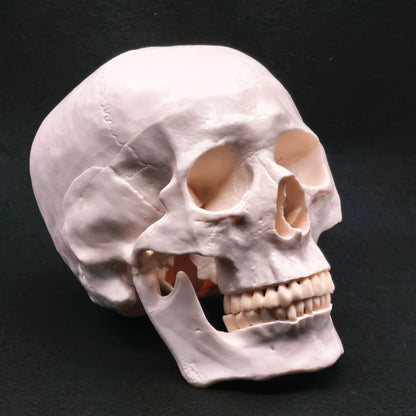 Life Size Human Skull Model PVC, Anatomical Accuracy with Movable Mandible for Medical Teaching/Art