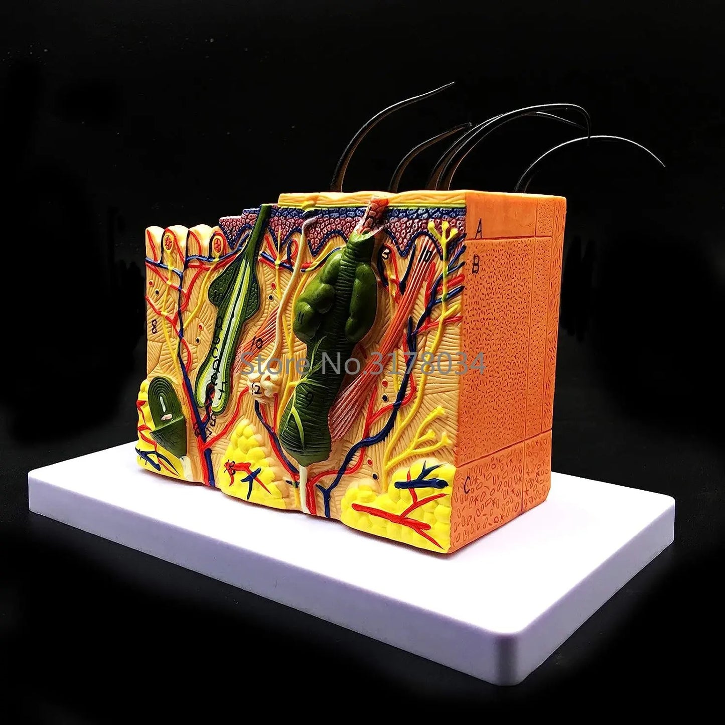 Skin Model 35X Enlarged Anatomical Model Anatomy for Science Classroom Study Display Teaching Medical Model