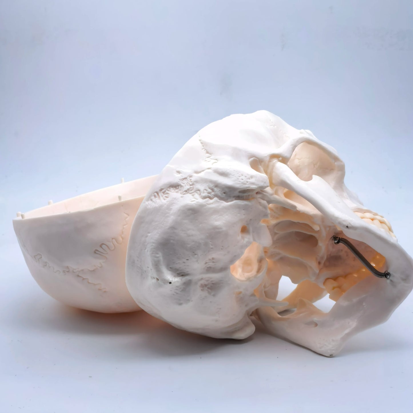 Life Size Human Skull Model PVC, Anatomical Accuracy with Movable Mandible for Medical Teaching/Art