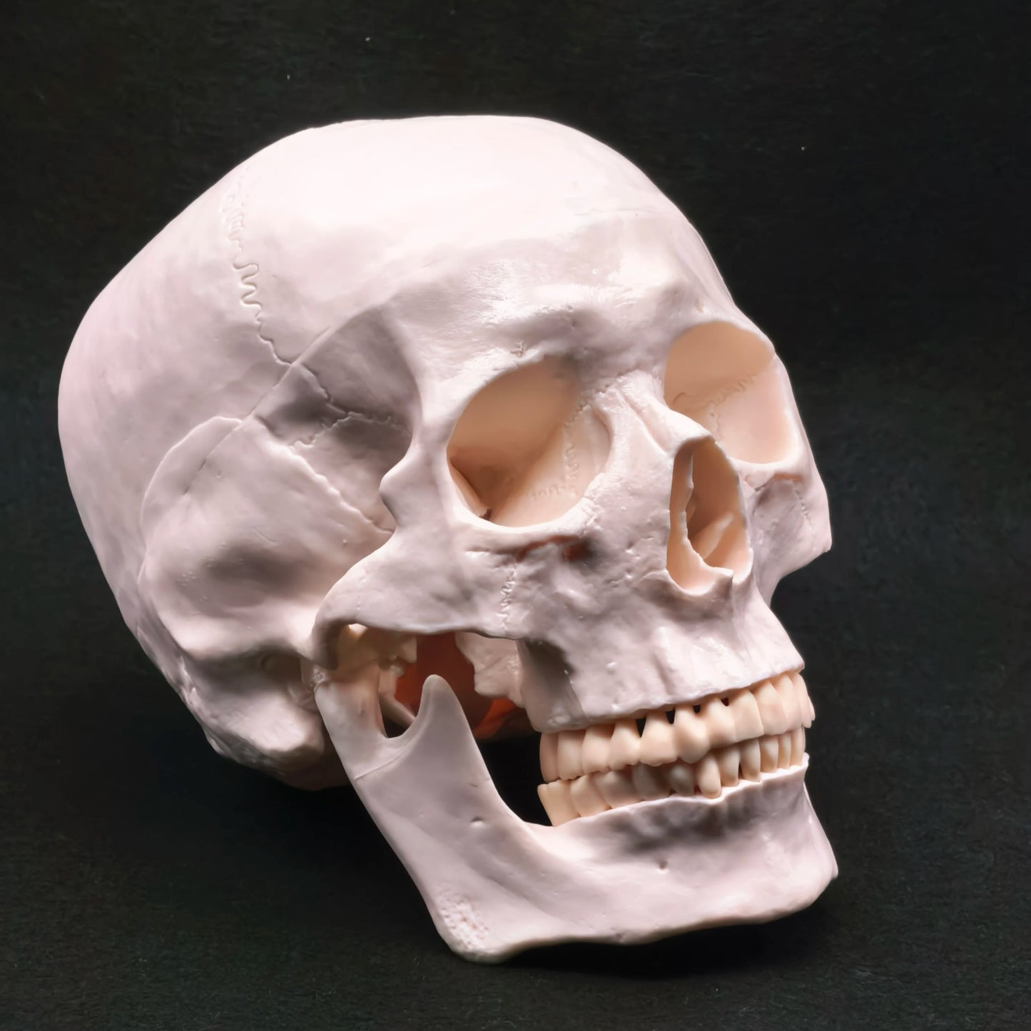 Life Size Human Skull Model PVC, Anatomical Accuracy with Movable Mandible for Medical Teaching/Art