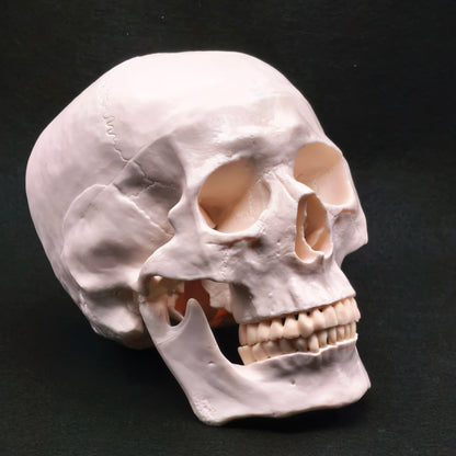 Life Size Human Skull Model PVC, Anatomical Accuracy with Movable Mandible for Medical Teaching/Art
