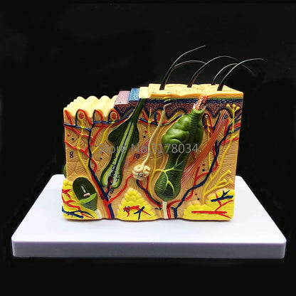 Skin Model 35X Enlarged Anatomical Model Anatomy for Science Classroom Study Display Teaching Medical Model