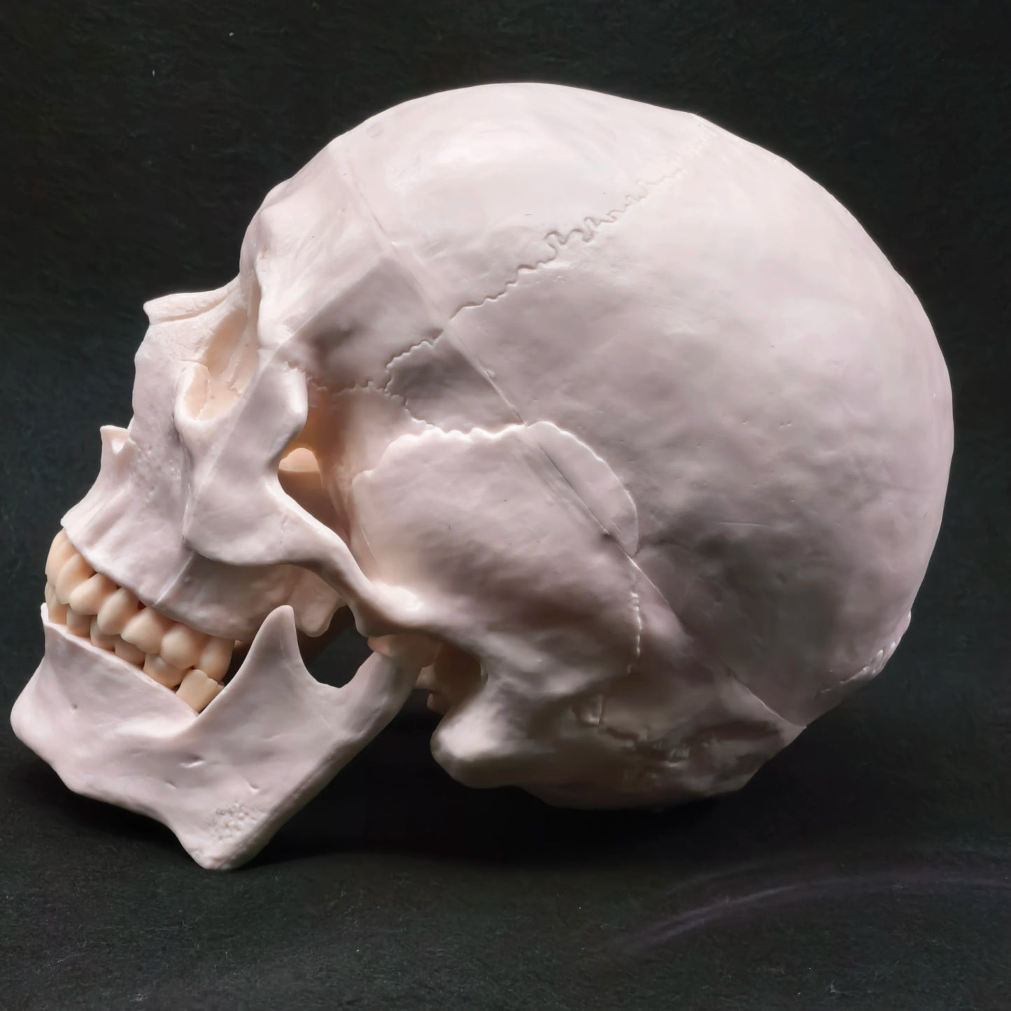 Life Size Human Skull Model PVC, Anatomical Accuracy with Movable Mandible for Medical Teaching/Art