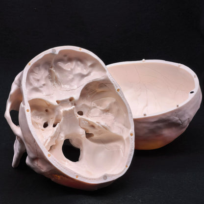Life Size Human Skull Model PVC, Anatomical Accuracy with Movable Mandible for Medical Teaching/Art