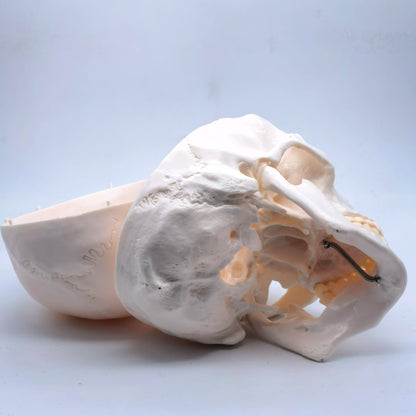 Life Size Human Skull Model PVC, Anatomical Accuracy with Movable Mandible for Medical Teaching/Art